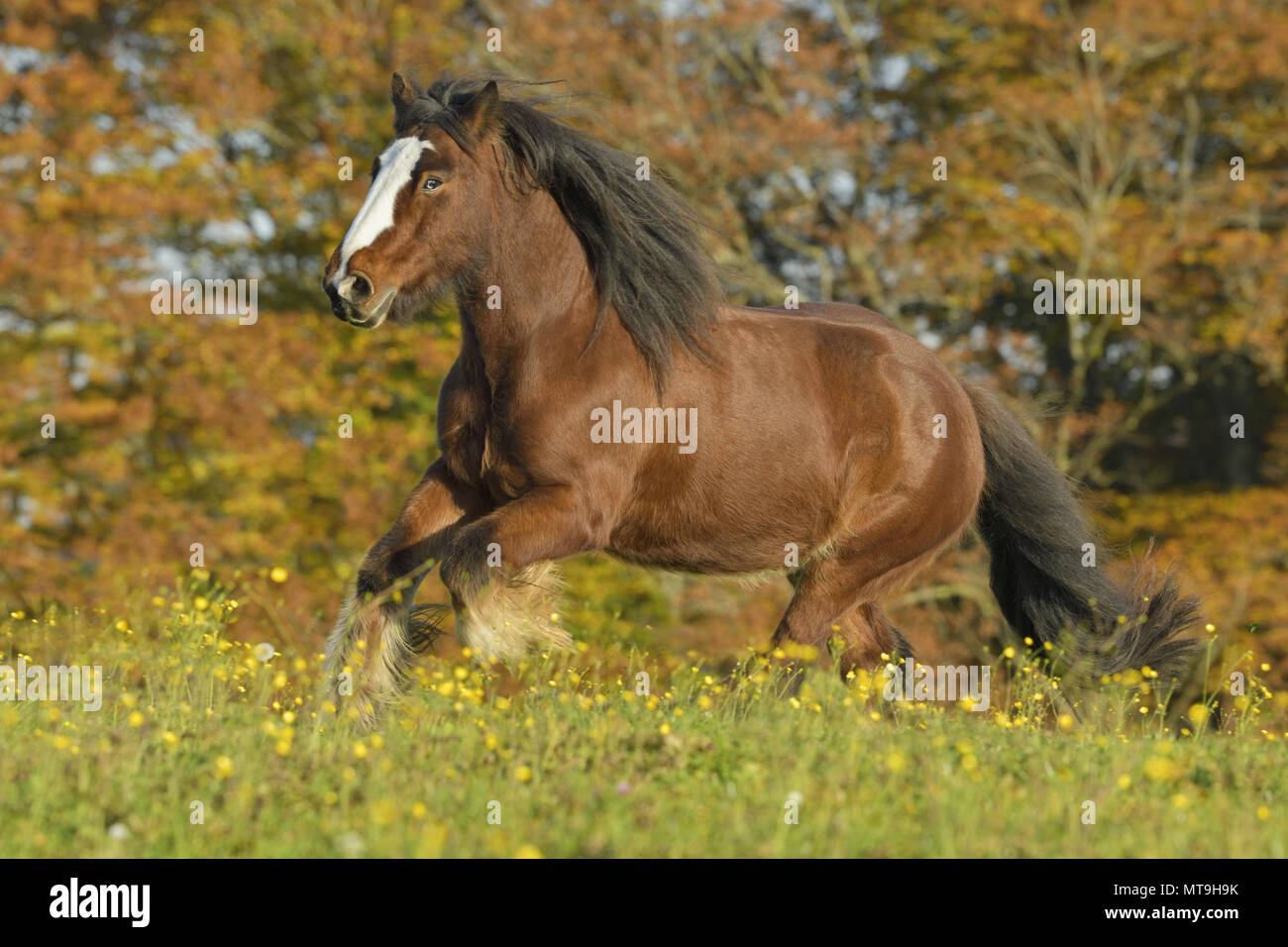 Tinker, Gypsy Cob. Bay cavallo al galoppo in un prato fiorito. Germania Foto Stock