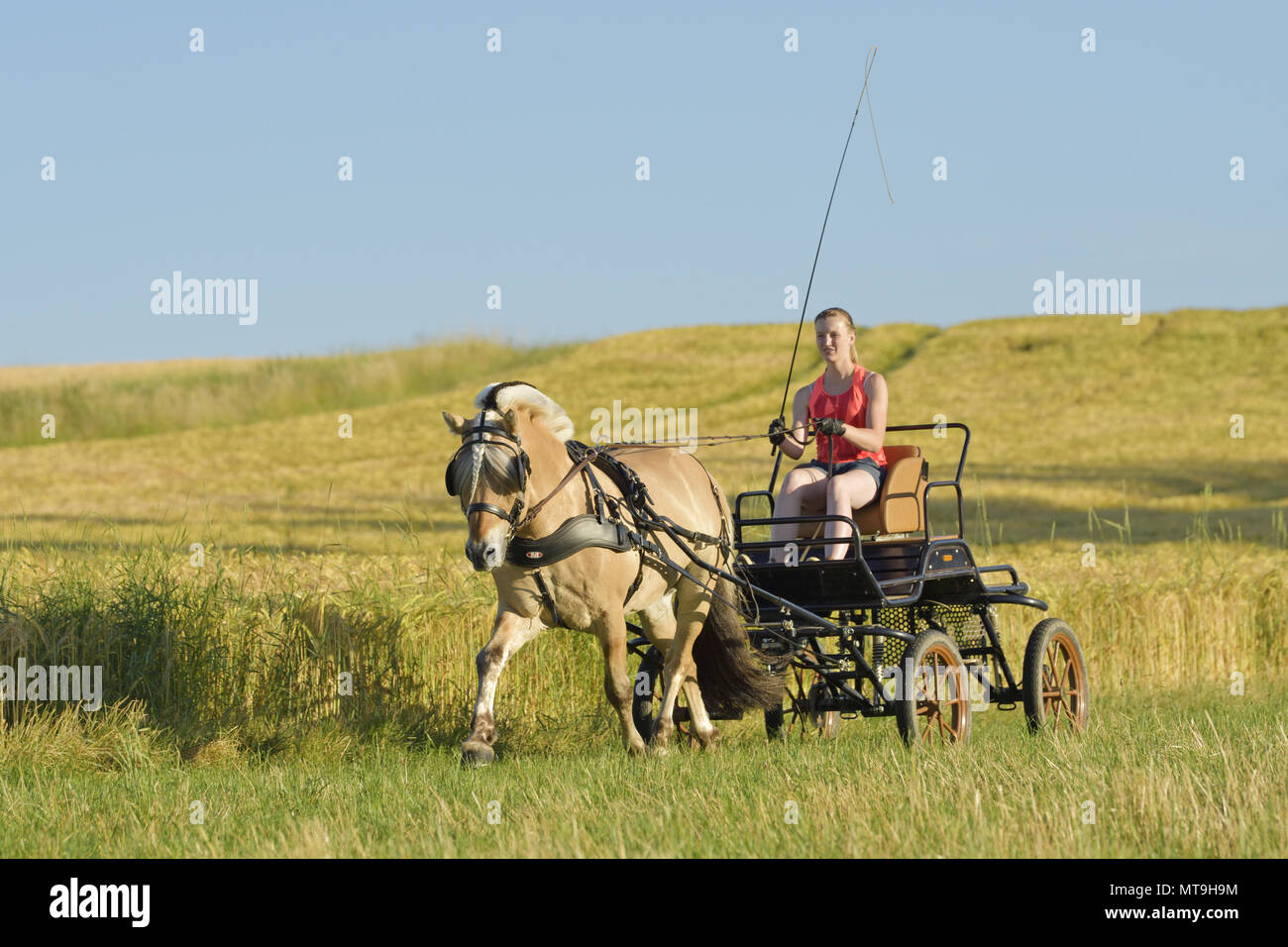 Fiordo norvegese cavallo. Stallone pullman di trazione in corrispondenza del bordo di un campo di mais. Germania Foto Stock