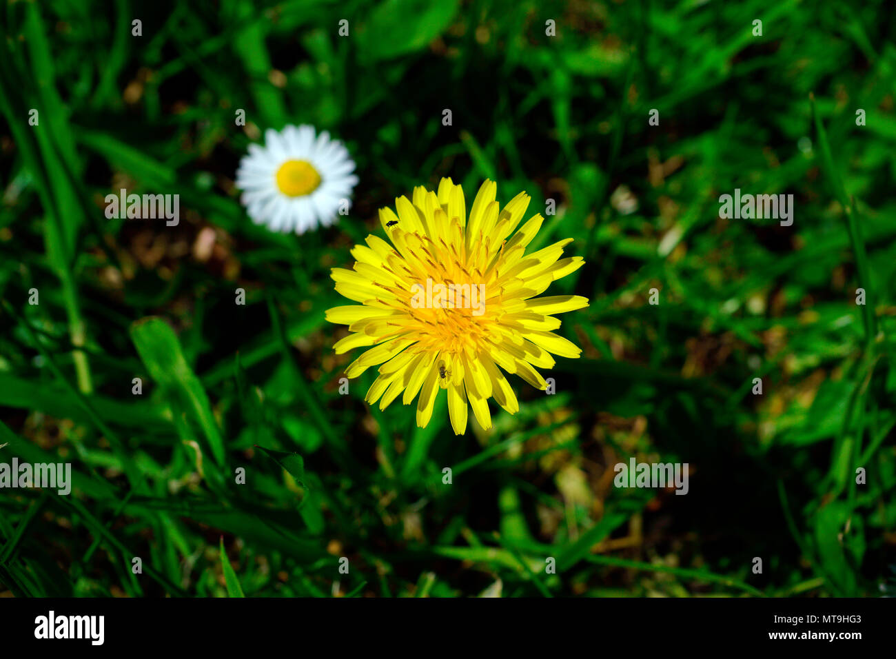 DENTE DI LEONE Foto Stock