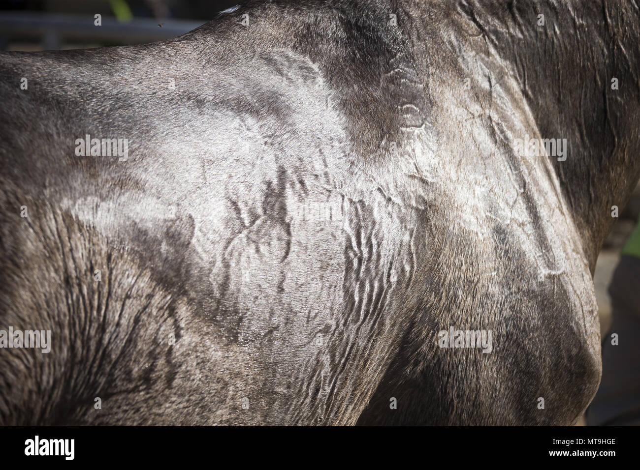 Arabian Horse. Cappotto di un cavallo sudato dopo una corsa endurance, close-up. Abu Dhabi Foto Stock