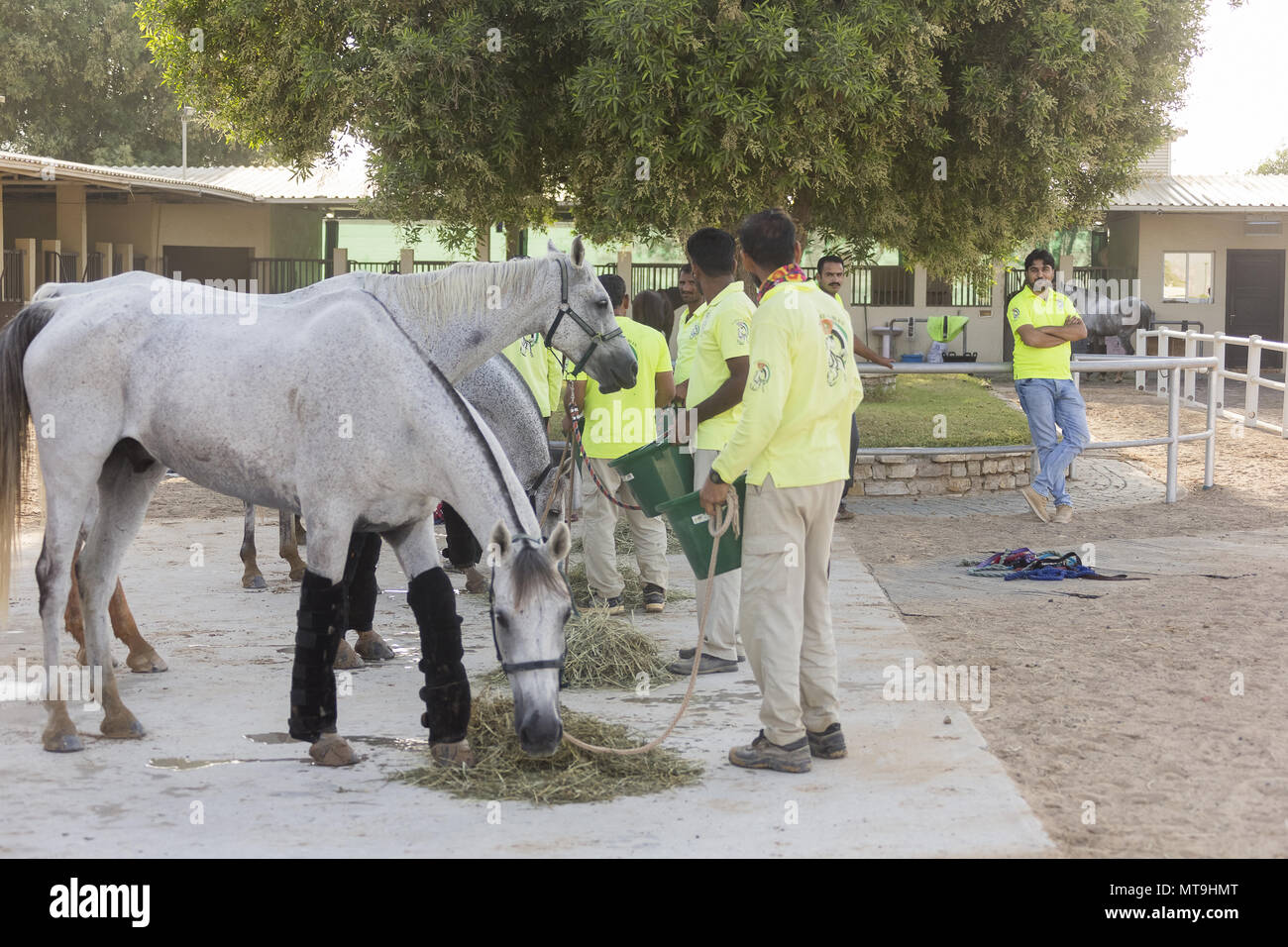 Arabian Horse. Endurance cavalieri e cavalli di prendere un periodo di riposo. Abu Dhabi Foto Stock