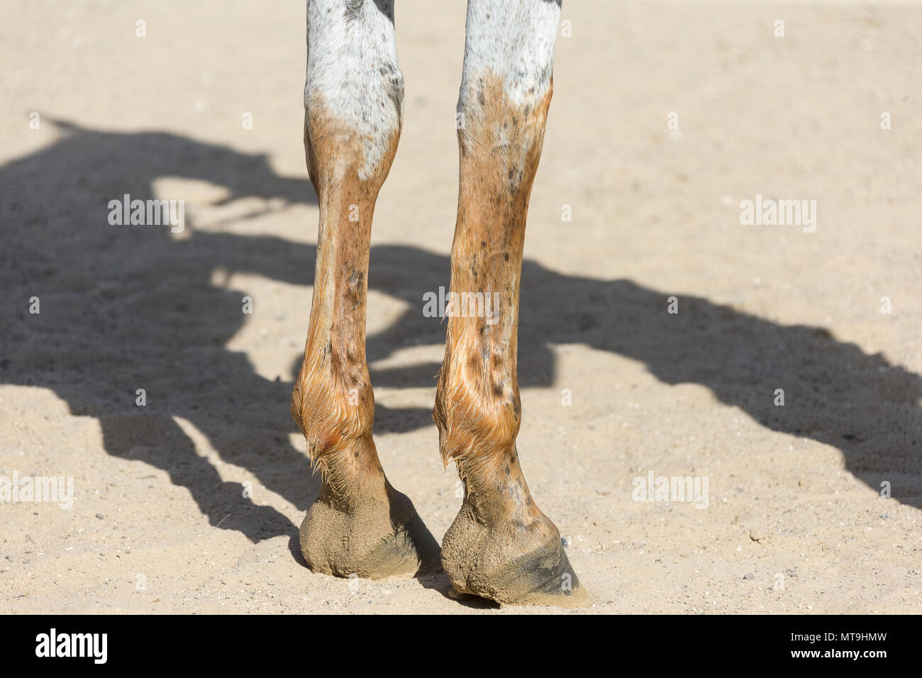 Arabian Horse. Gambe anteriori di un cavallo tinti con pasta di henné. Abu Dhabi Foto Stock