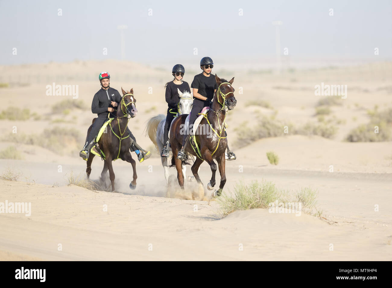 Arabian Horse. Endurance piloti al galoppo nel deserto. Abu Dhabi Foto Stock