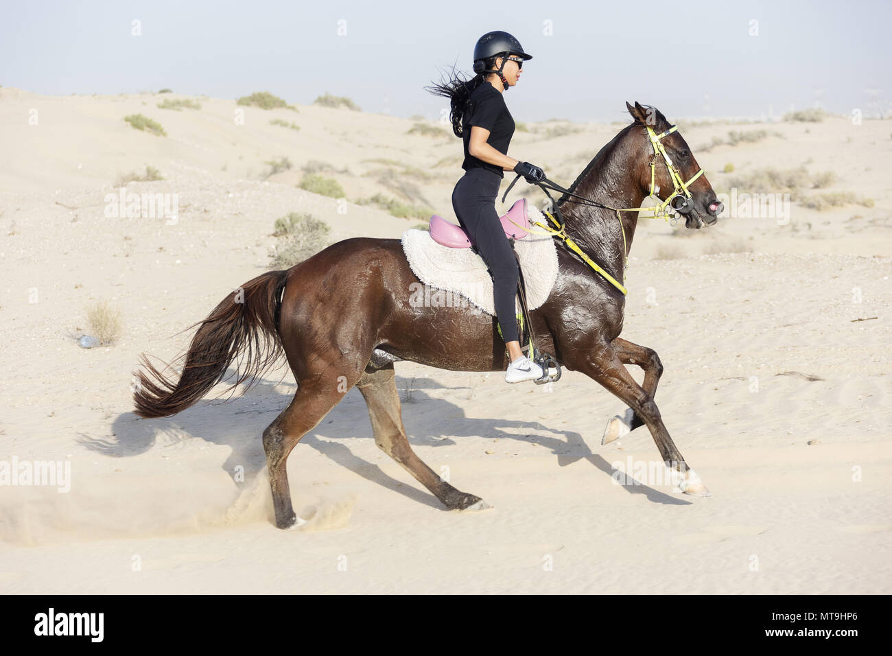 Arabian Horse. Pilota Endurance al galoppo nel deserto. Abu Dhabi Foto Stock