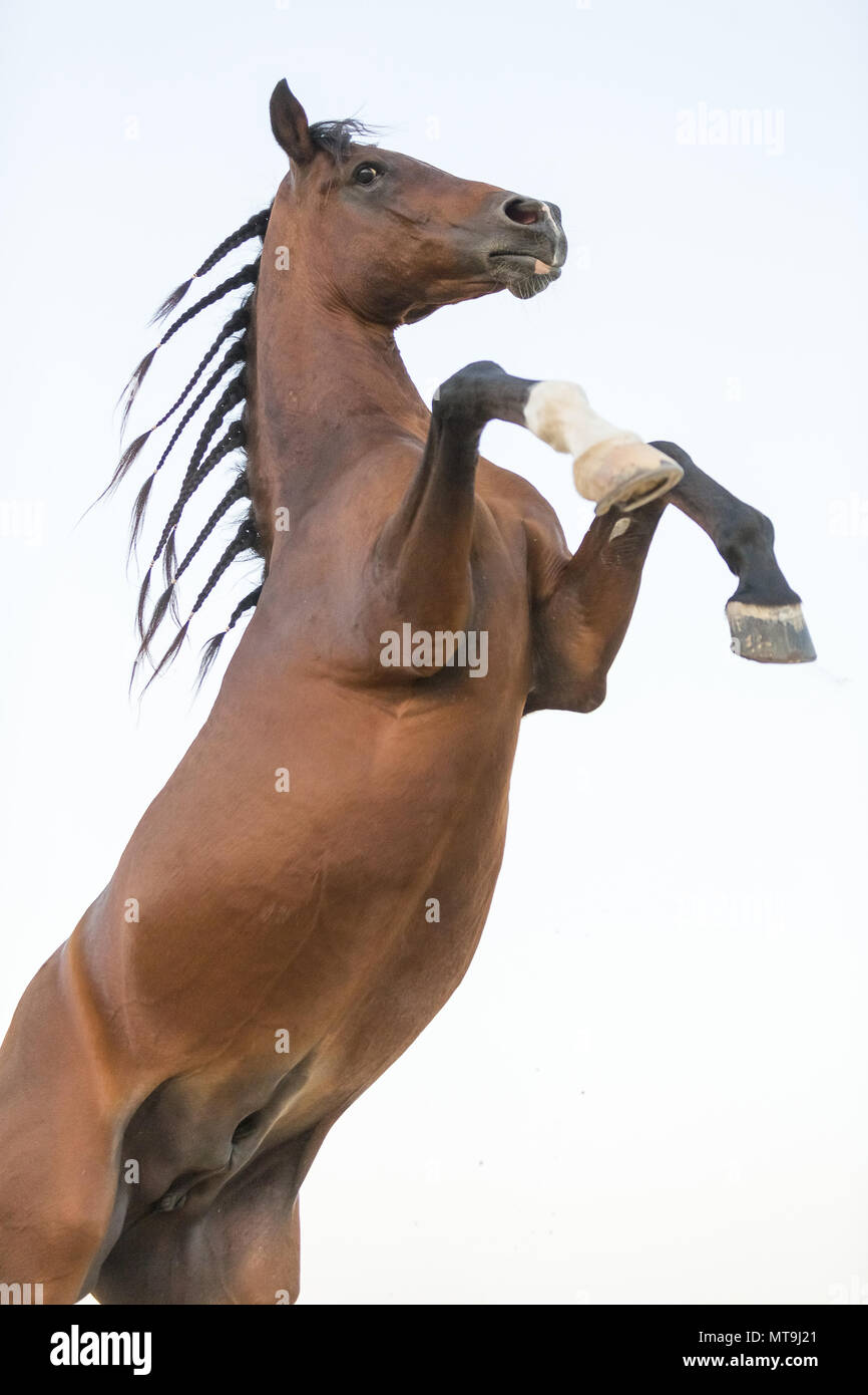 Arabian Horse. Chestnut vecchio cavallo con la criniera intrecciati, allevamento. Abu Dhabi Foto Stock