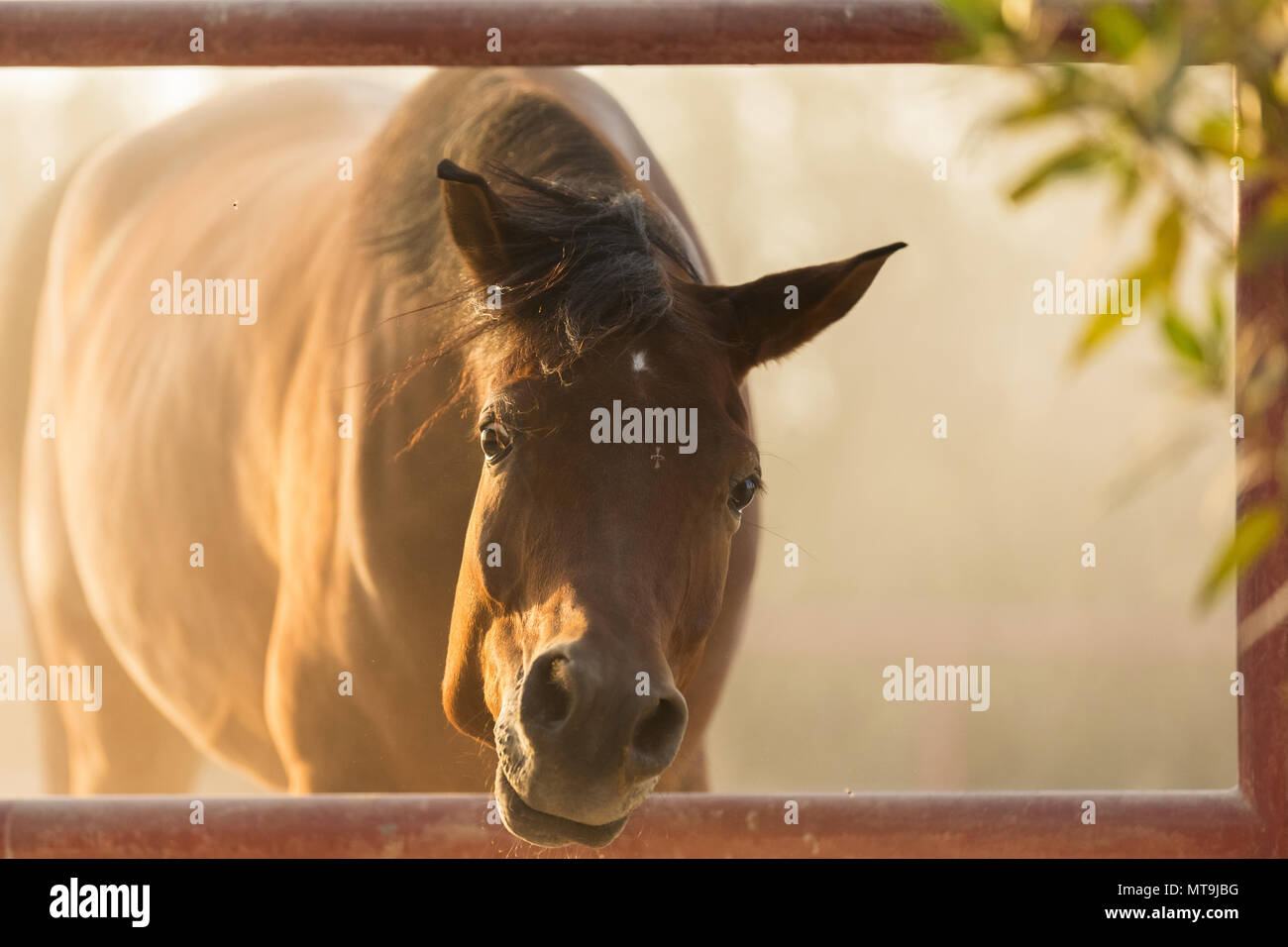 Arabian Horse. Bay adulto guardando attraverso un recinto. Abu Dhabi Foto Stock