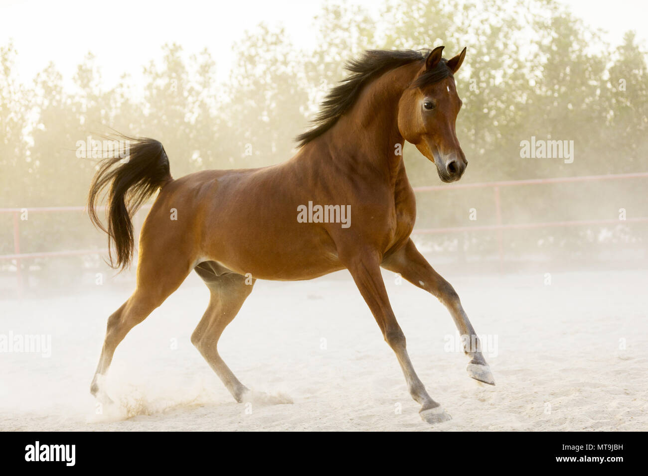 Arabian Horse. Bay adulto, al galoppo in un paddock. Abu Dhabi Foto Stock