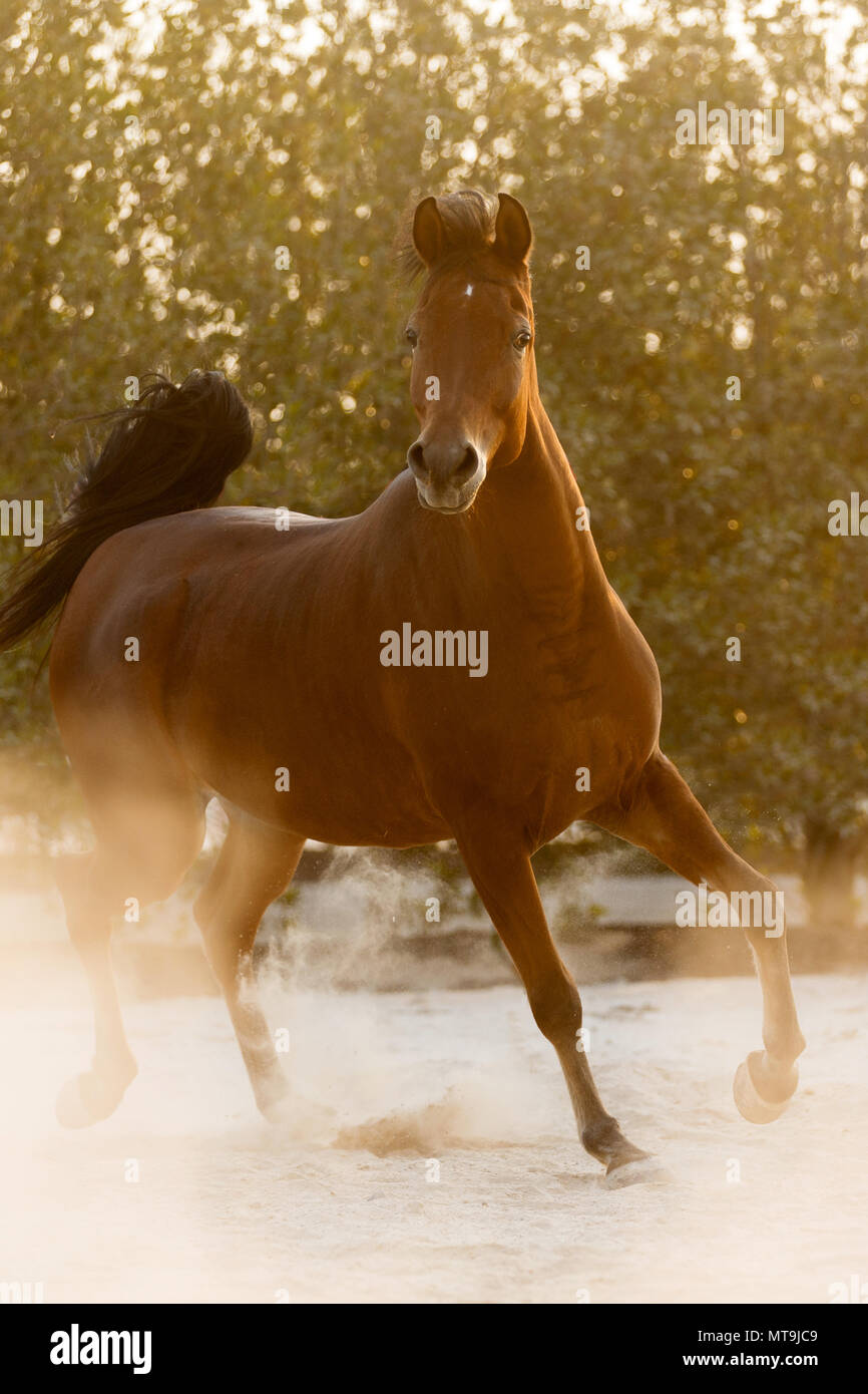 Arabian Horse. Bay adulto al tramonto, trotto in un paddock. Abu Dhabi Foto Stock