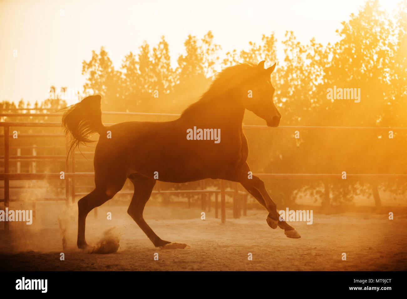 Arabian Horse. Bay adulto al tramonto, al galoppo in un paddock. Abu Dhabi Foto Stock