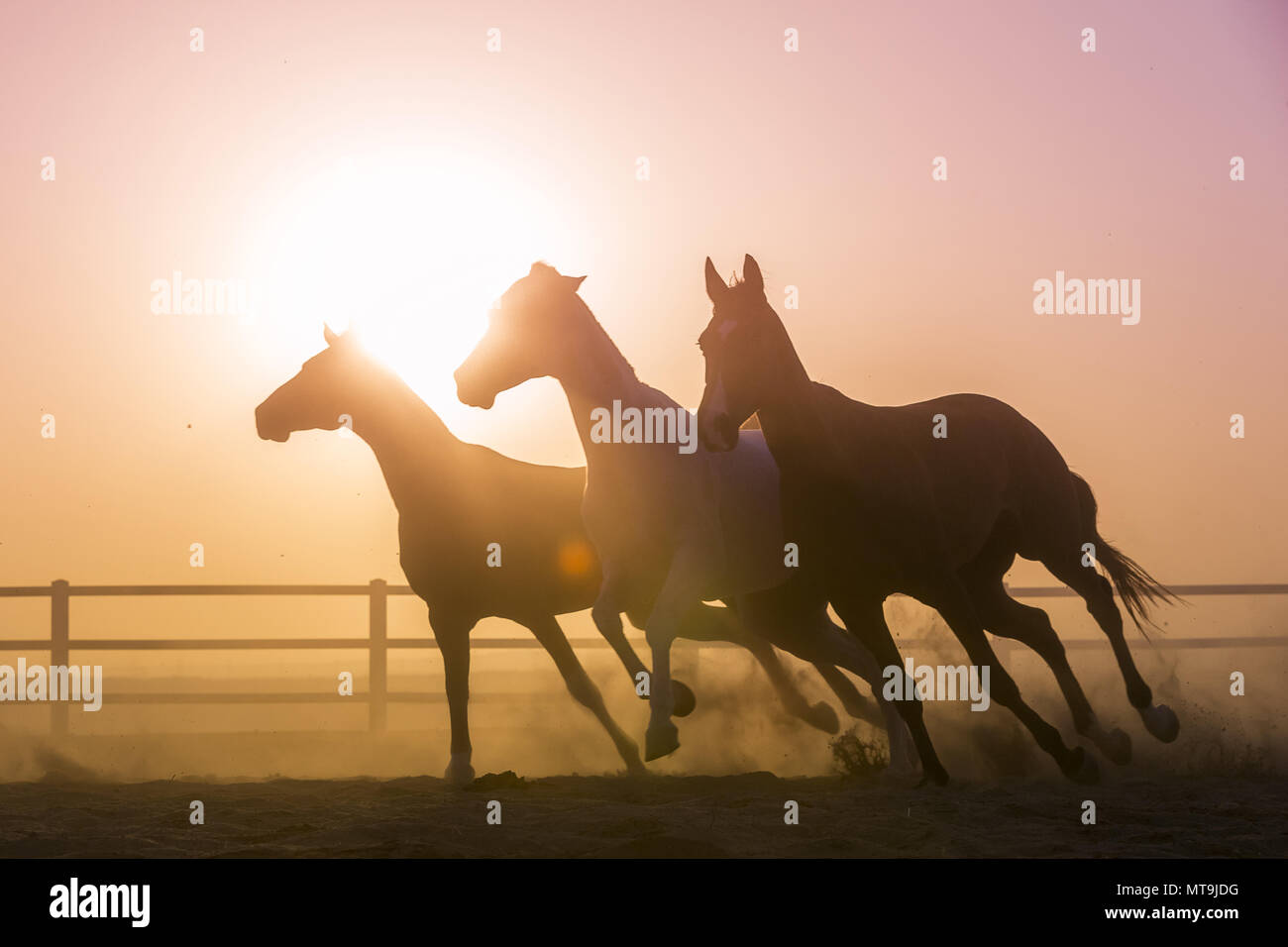 Arabian Horese. Tre cavalli al tramonto, al galoppo in un paddock. Abu Dhabi Foto Stock