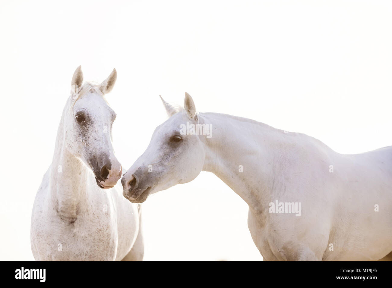Arabian Horse. Due sniffing grigio a vicenda. Abu Dhabi Foto Stock