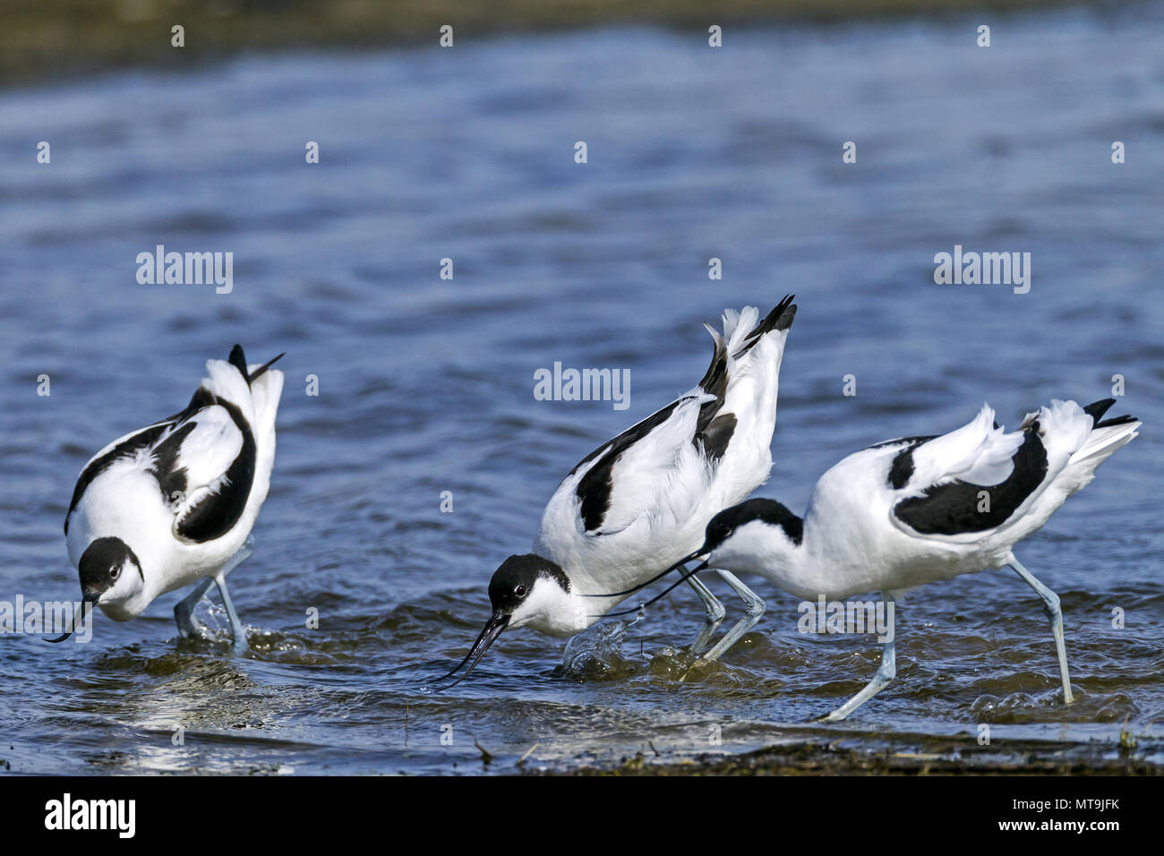 Avocet (Recurvirostra avosetta). Tre adulti contestazione durante la stagione degli amori. Germania Foto Stock
