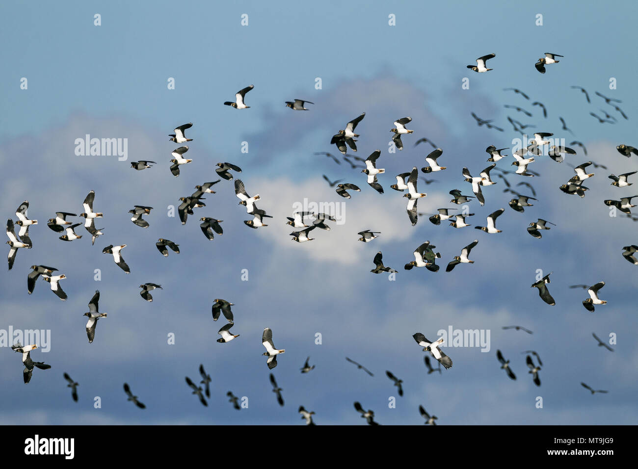 Pavoncella (Vanellus vanellus). Gregge in volo. Schleswig-Holstein il Wadden Sea National Park. Germania Foto Stock