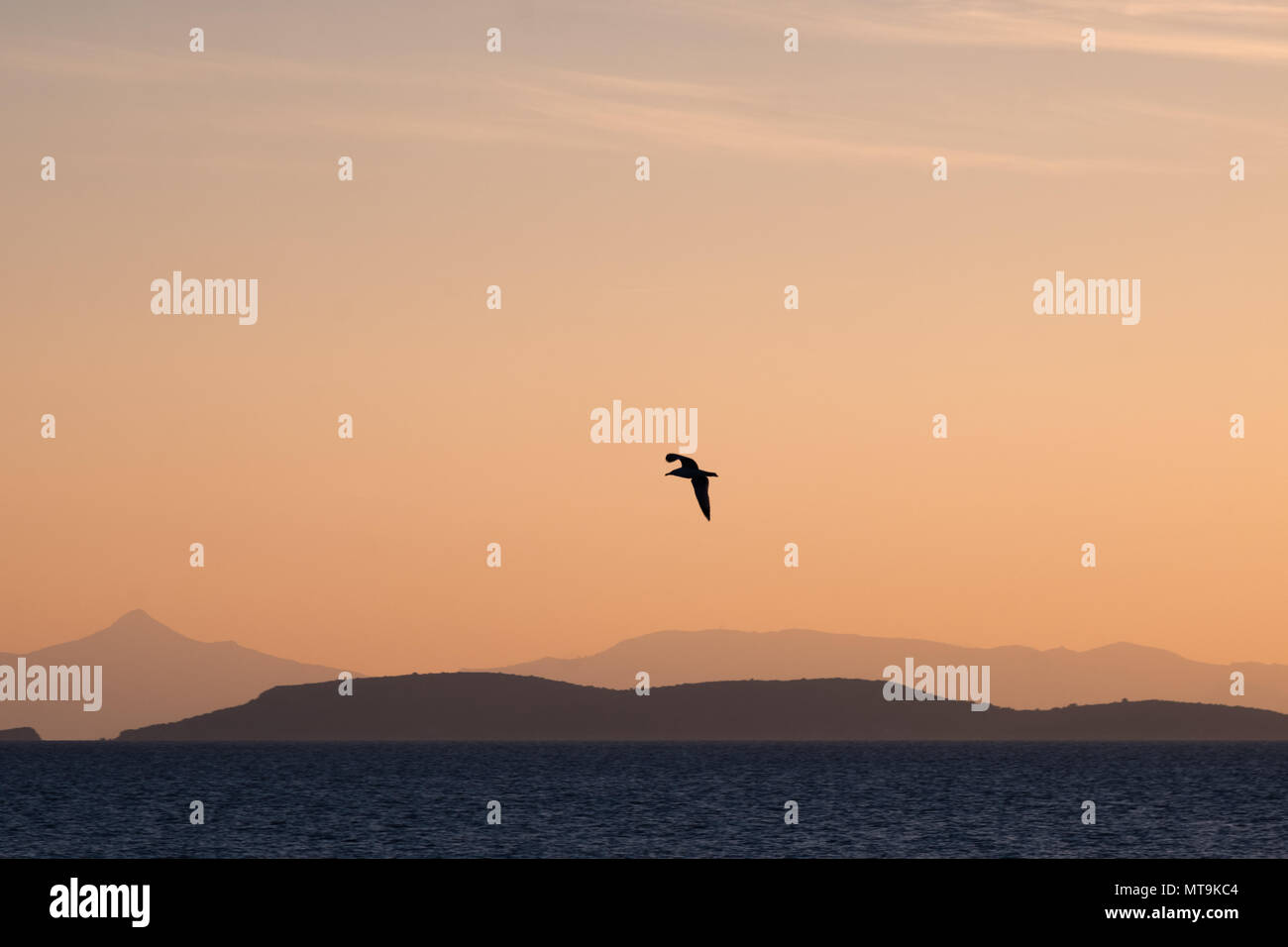Seagull battenti solo oltre il Golfo Saronico, Est Attica, Grecia Foto Stock