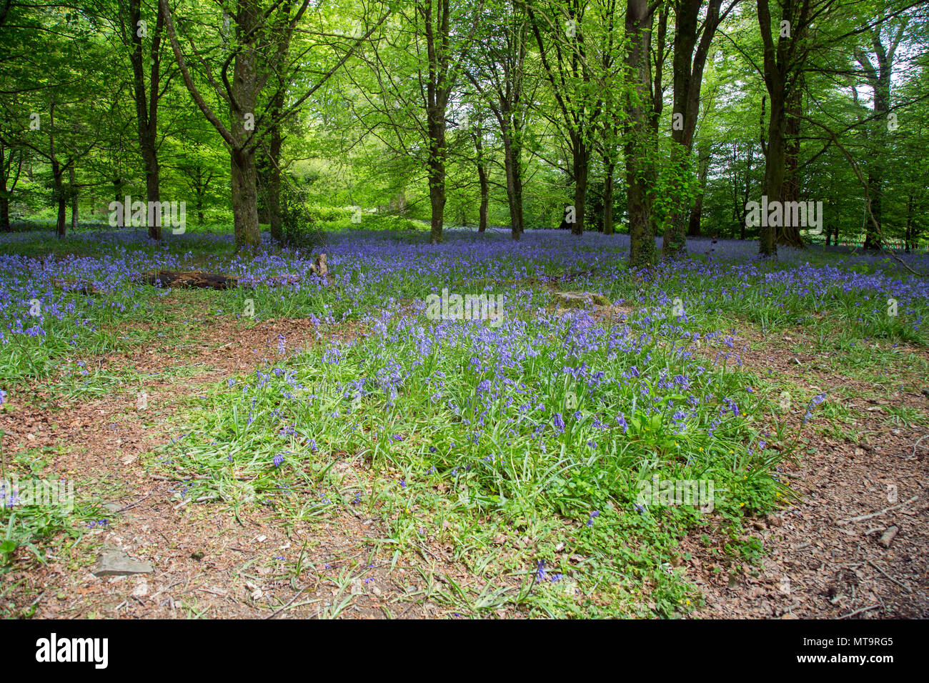 Primavera scena di bosco con fresco verde di alberi e bluebells. Foto Stock