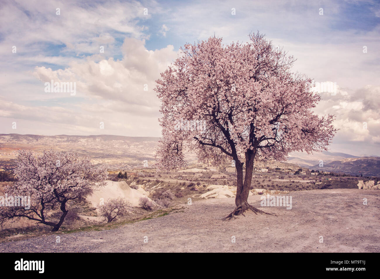 Fioritura del mandorlo, Cappadocia,Turchia Foto Stock