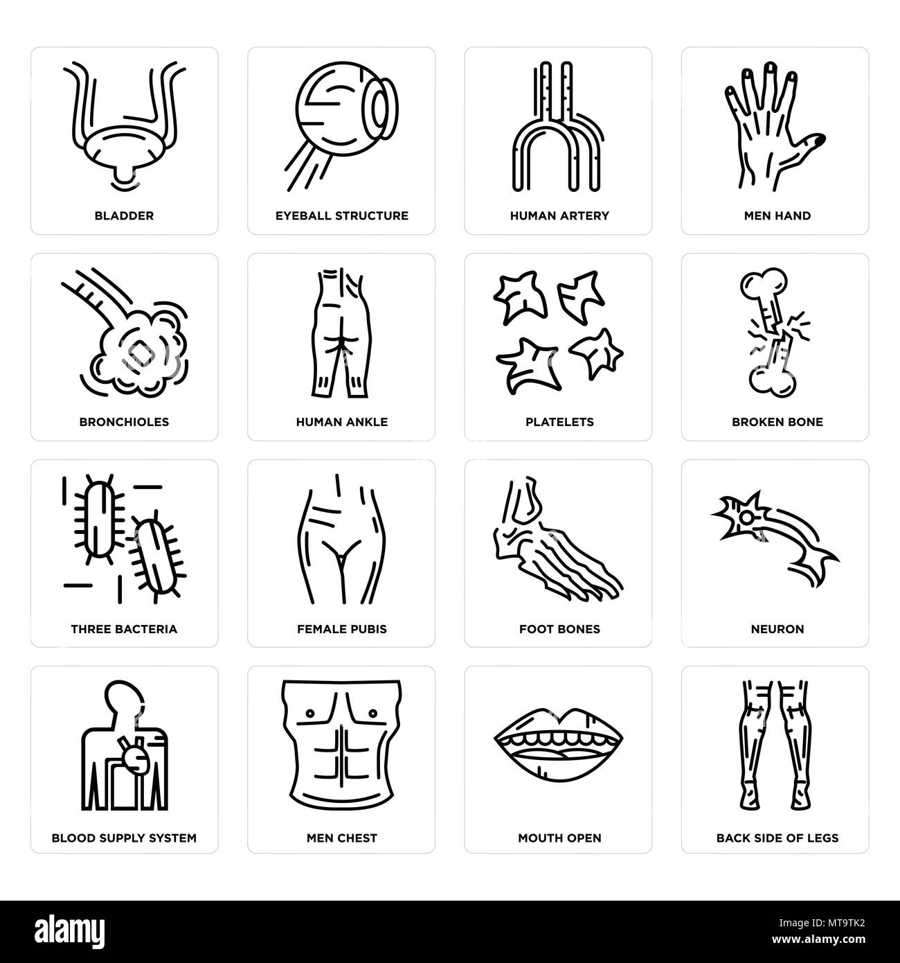 Set di 16 semplici icone modificabili come il lato posteriore delle gambe, la bocca aperta, uomini torace, sangue sistema di alimentazione, Neuron, vescica, bronchioli, tre batteri, Plat Illustrazione Vettoriale