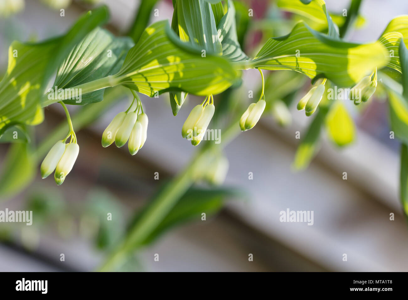 Giardino di Salomone sigillo, Jätterams (Polygonatum hybridum) Foto Stock