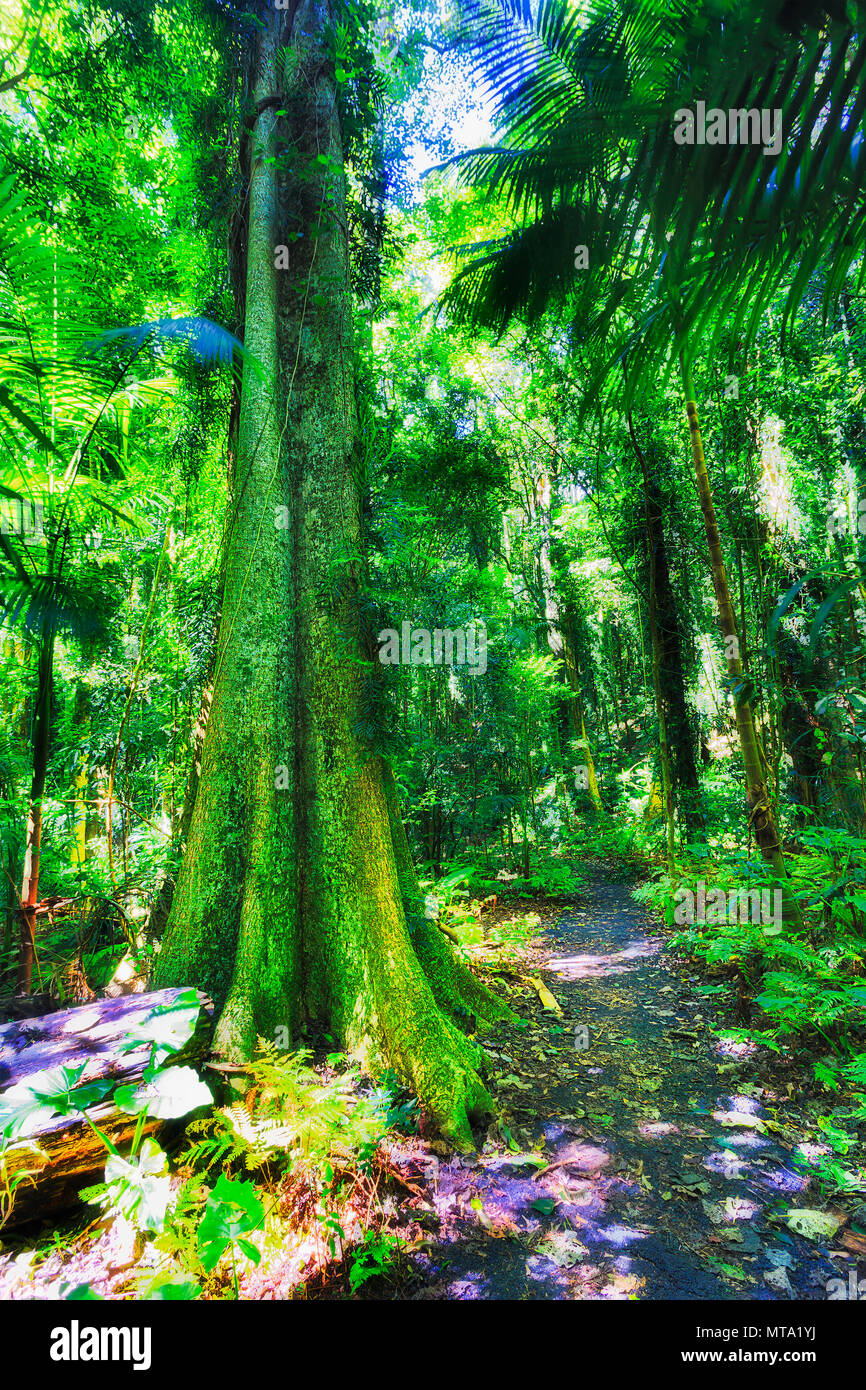 Lussureggiante evergreen baldacchino della foresta pluviale spessi boschi in Dorrigo parco nazionale intorno a piedi la via per i turisti in una soleggiata giornata splendente. Foto Stock