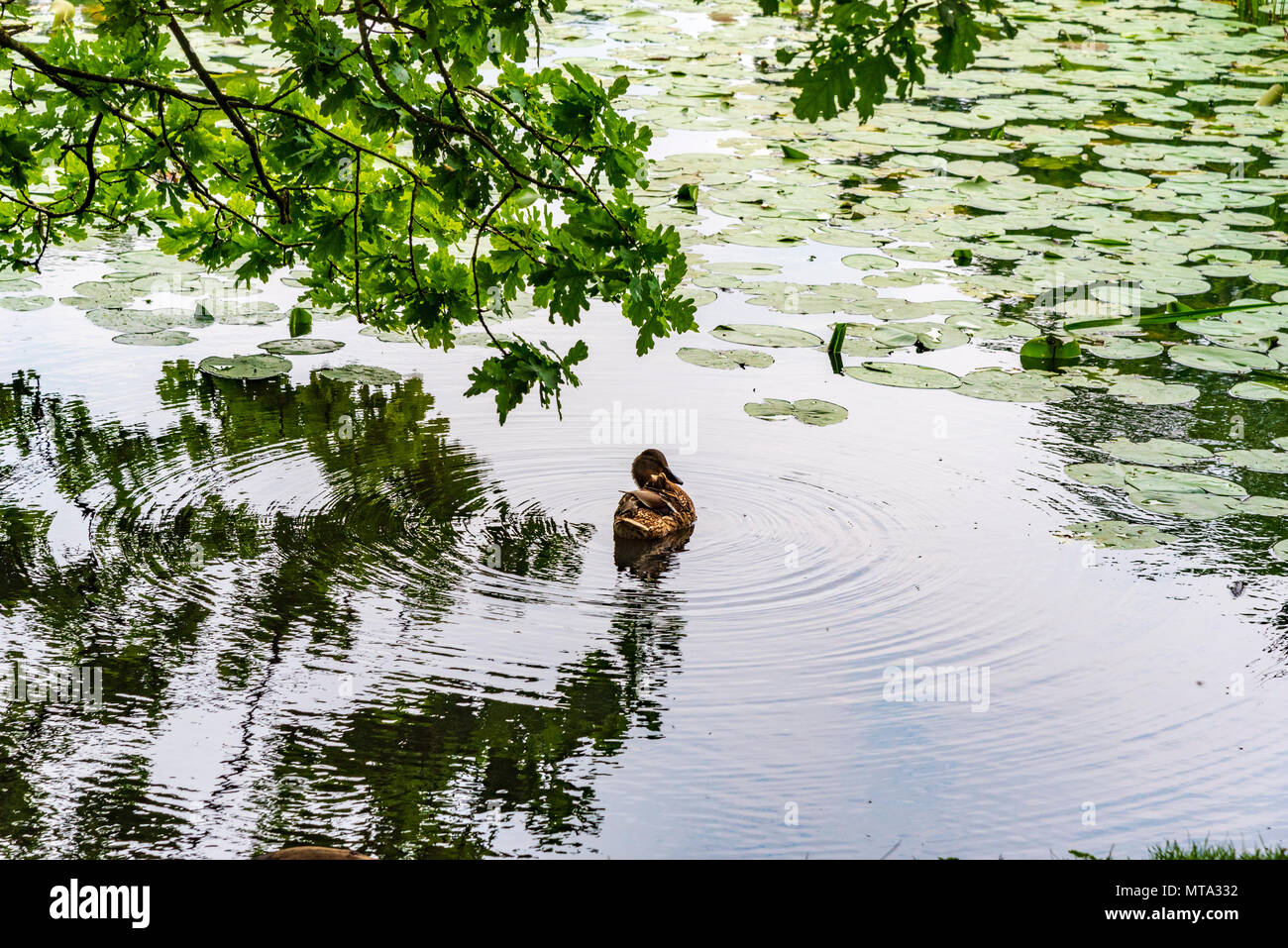 Mallard duck sull'acqua. Foto Stock