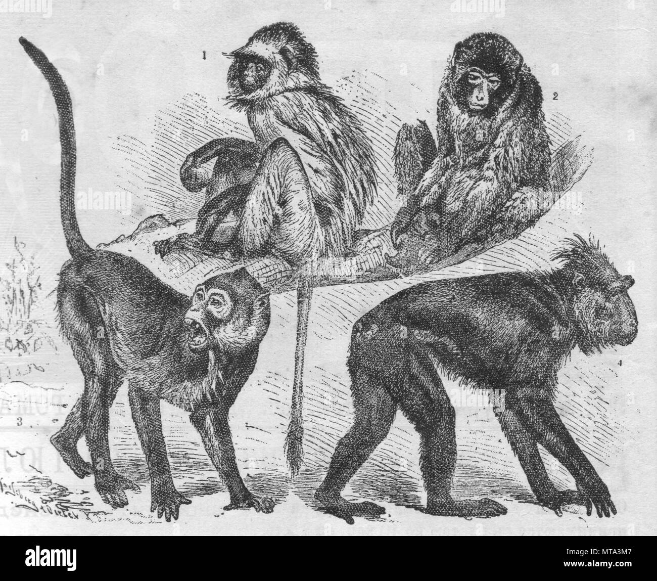 Asian dog-come le scimmie.Vintage illustrazioni incise. Pubblicato nella rivista nel 1900. 1 grigio langur 2 giapponesi macaque 3 macaco comune 4 babbuino nero. Foto Stock