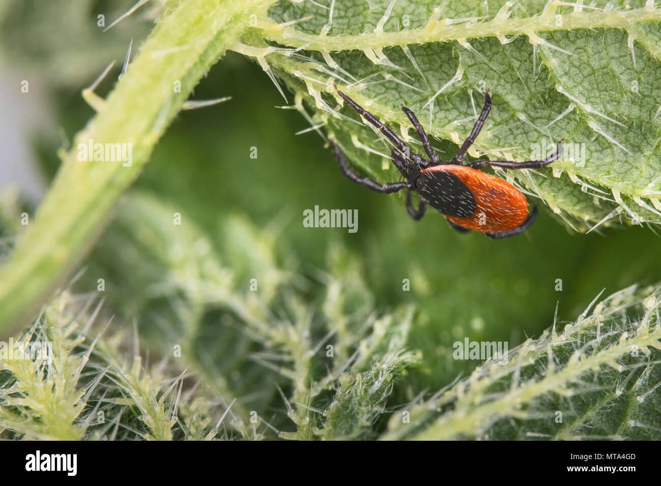 Deer tick sulla foglia di ortica. Ixodes ricinus. Urtica dioica. Close-up di pericolosi parassiti su pianta verde con tricomi urticante. Sfondo naturale. Foto Stock