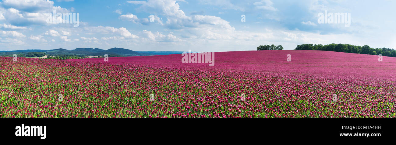 Panorama di primavera della fioritura crimson trifogli. Trifolium incarnatum. Bellissima vista panoramica campo di trifoglio rosso. Visione idilliaca, colline, foresta sull orizzonte. Foto Stock