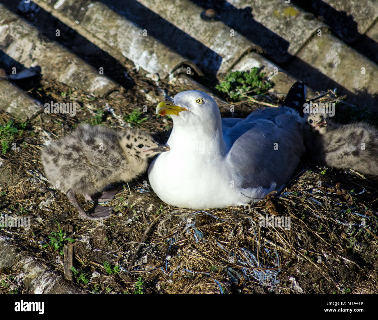 Seagull e pulcino, Newlyn, Cornwall Regno Unito Foto Stock