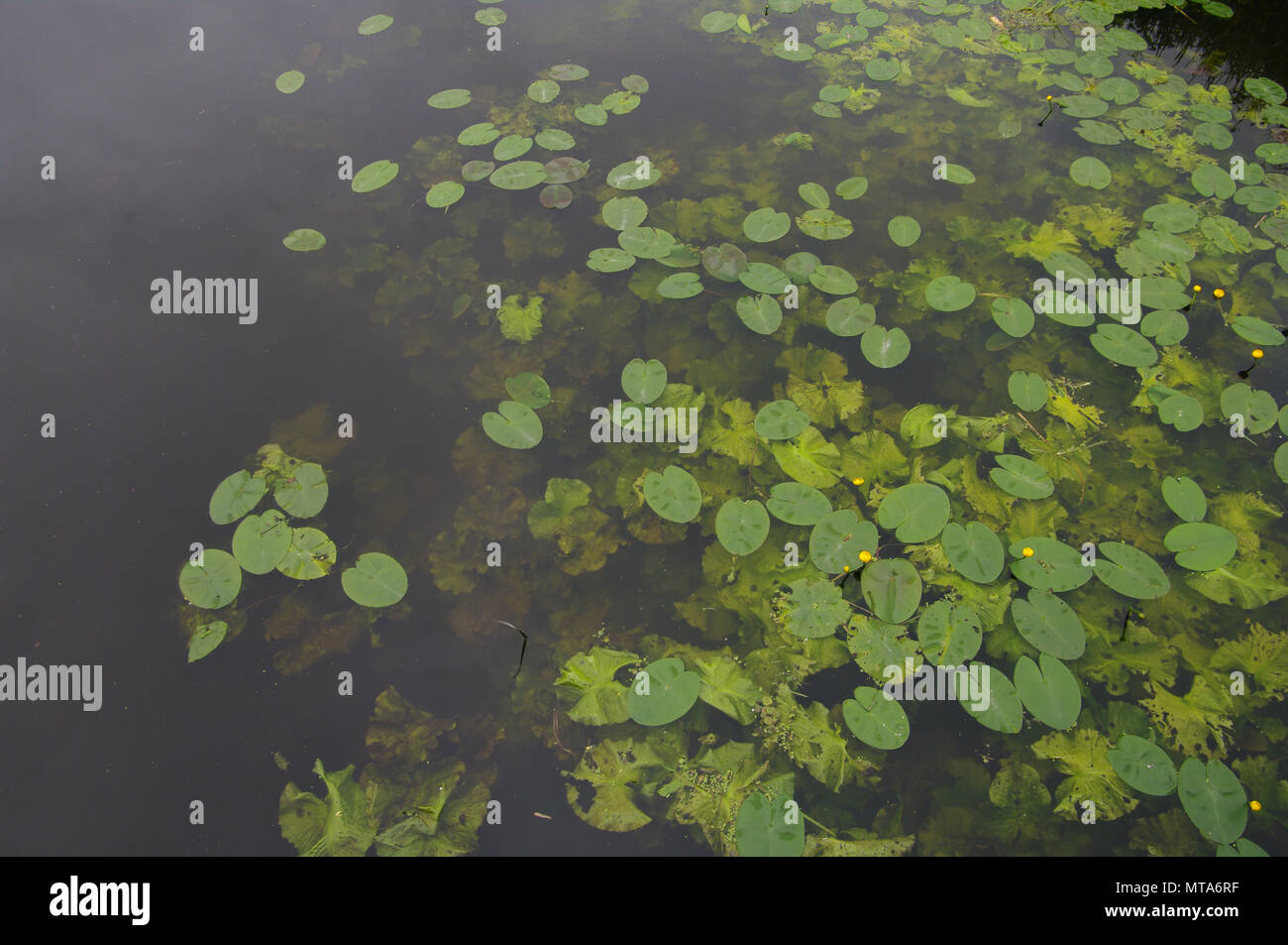Livelli di Somerset, Inghilterra Foto Stock