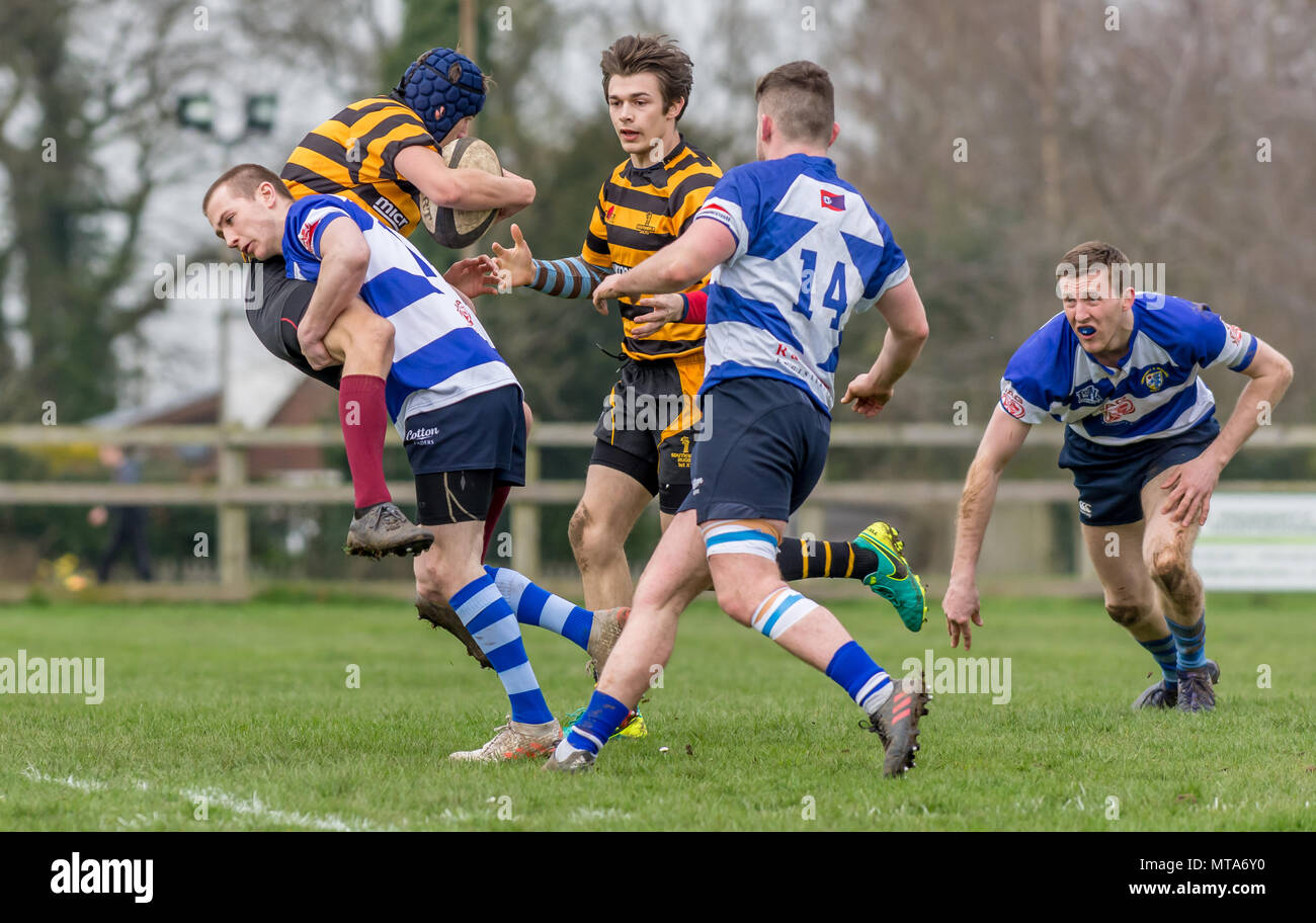 Amateur giocatore di rugby (19 anni) affronta un avversario con la palla, sollevamento di lui fuori terra, come un compagno di squadra si prepara a prendere la palla Foto Stock