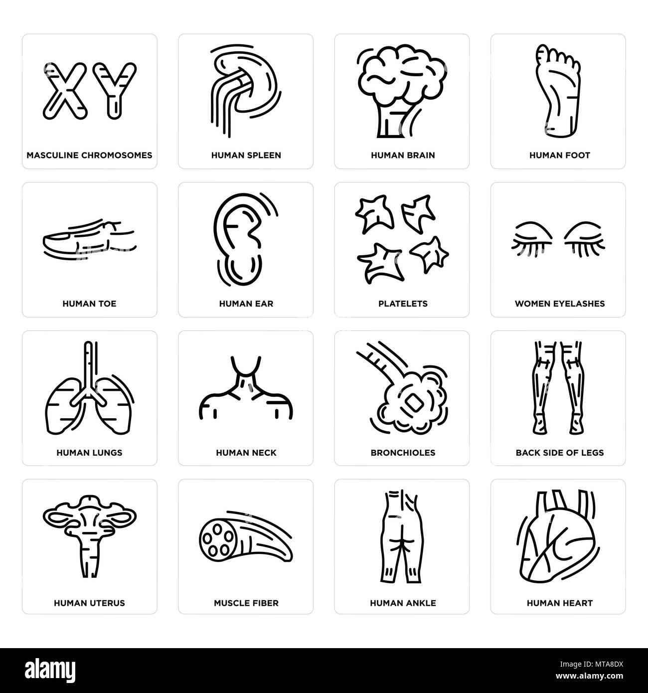 Set di 16 semplici icone modificabili come il cuore umano, caviglia, fibra muscolare, utero, lato posteriore delle gambe, Maschile cromosomi, TOE, polmoni, le piastrine possono essere Illustrazione Vettoriale