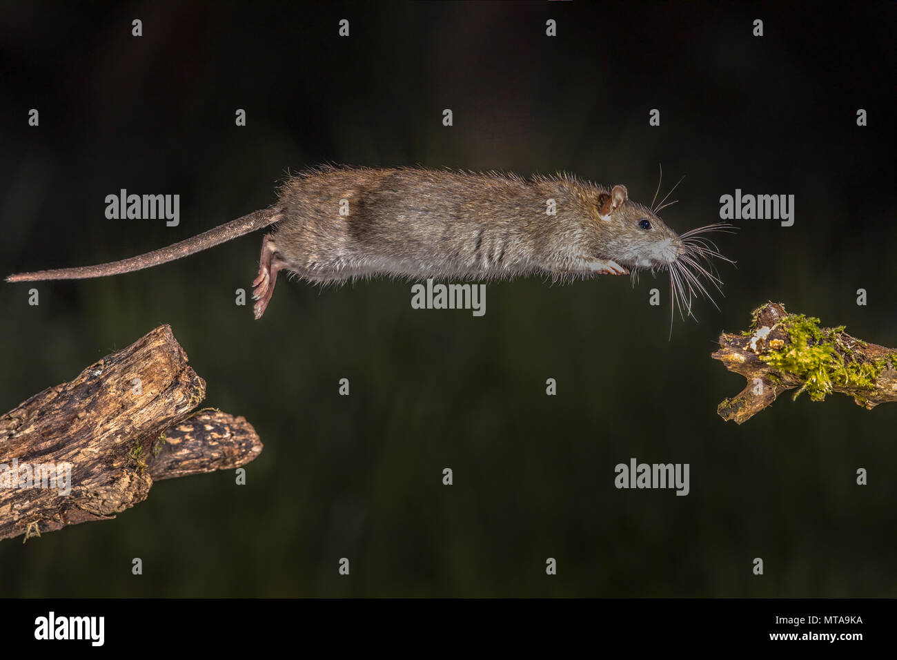 Wild marrone (ratto Rattus norvegicus) jumping dal log di notte. Fotografie ad alta velocità immagine Foto Stock