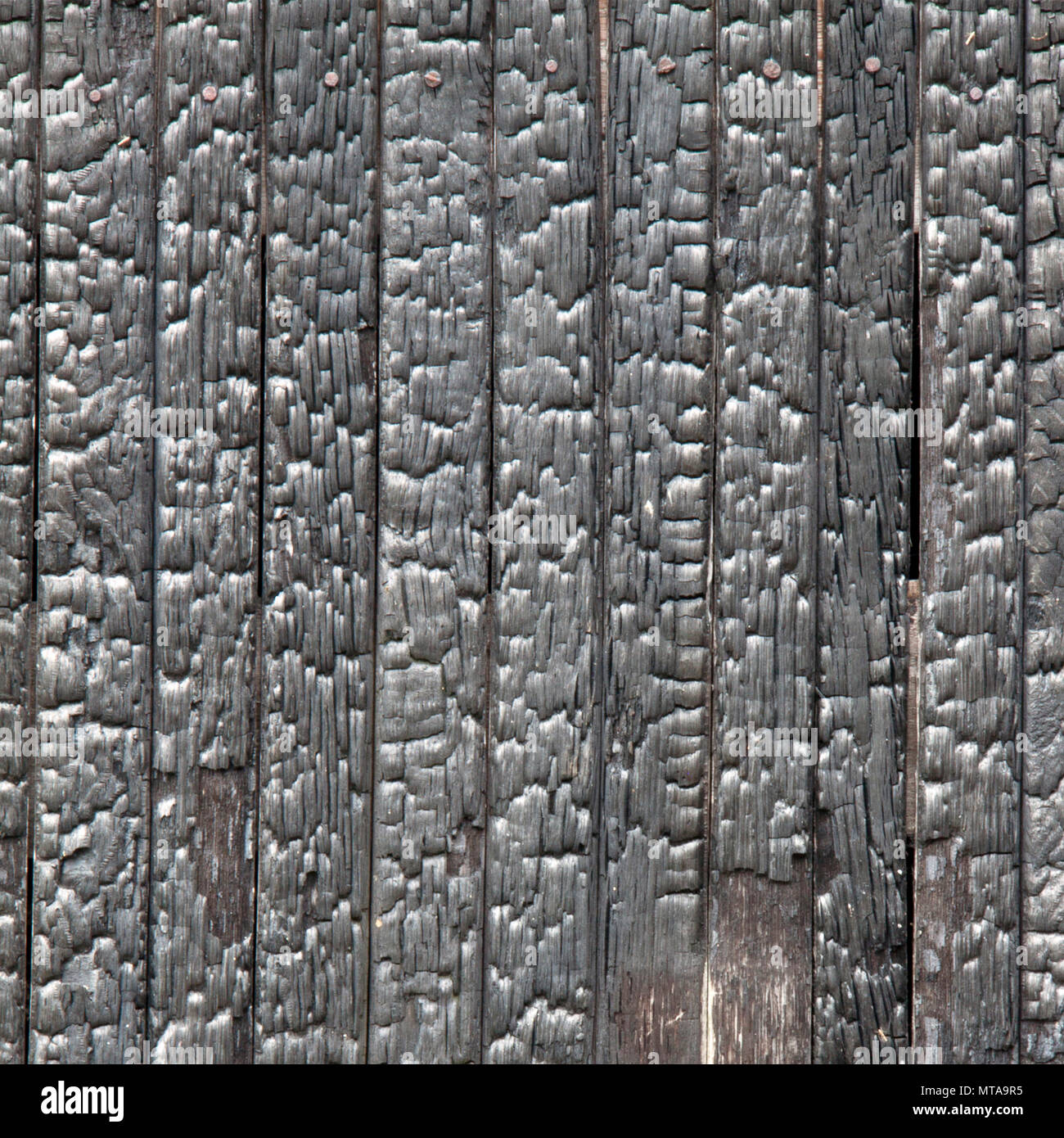 Texture in rilievo di legno bruciato, close up Foto Stock
