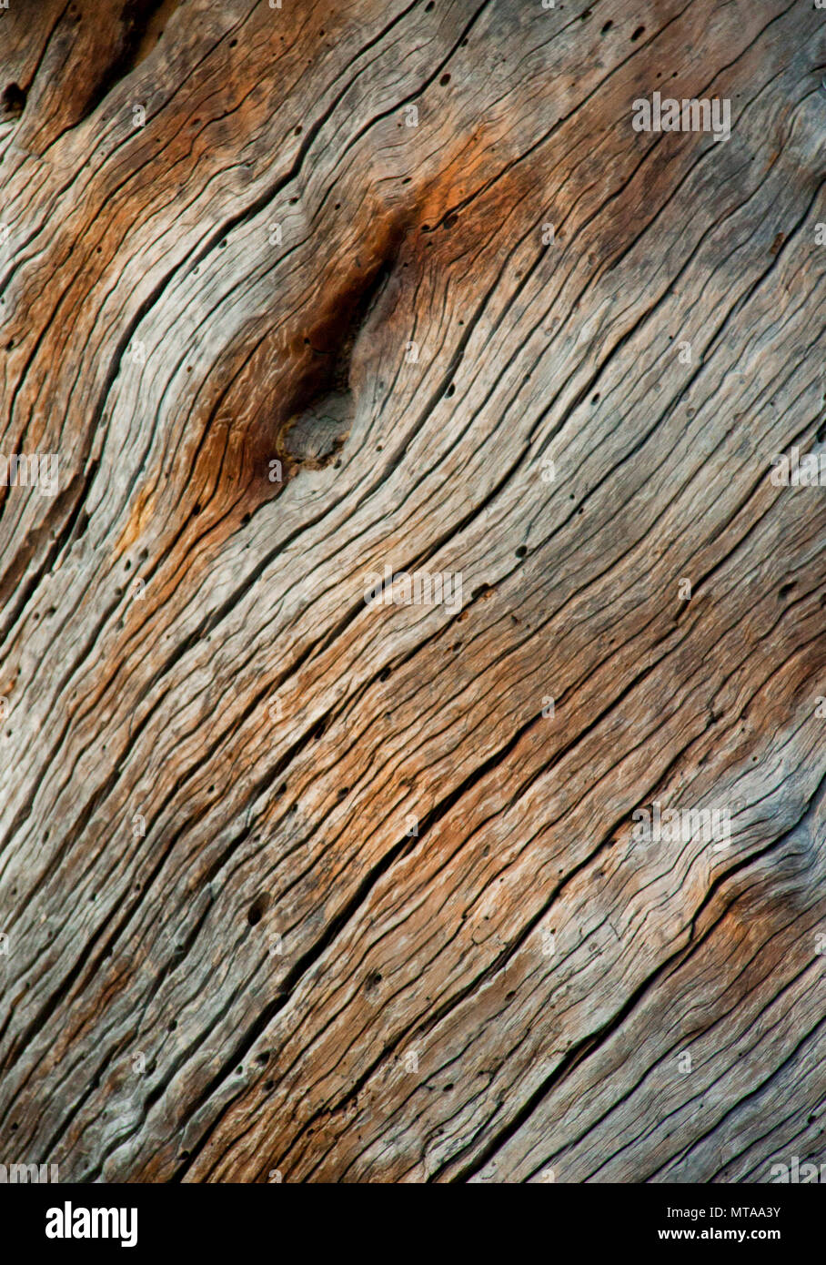 Il legno e il vecchio albero esposta. Sfondo di legno e texture Foto Stock