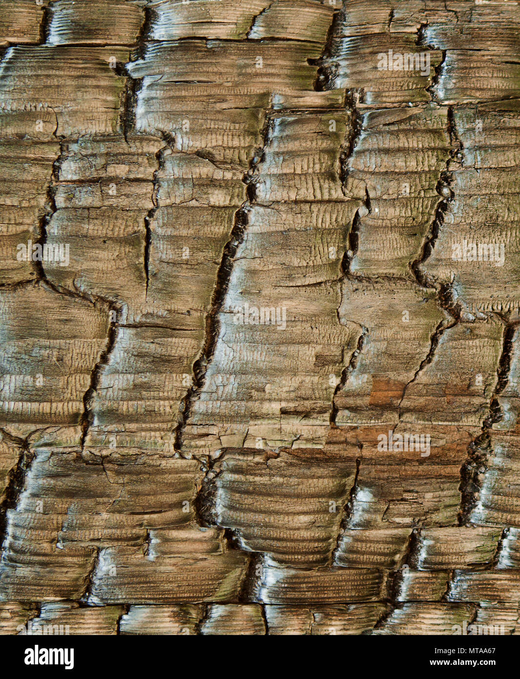 Legno marrone texture. Sfondo astratto Foto Stock