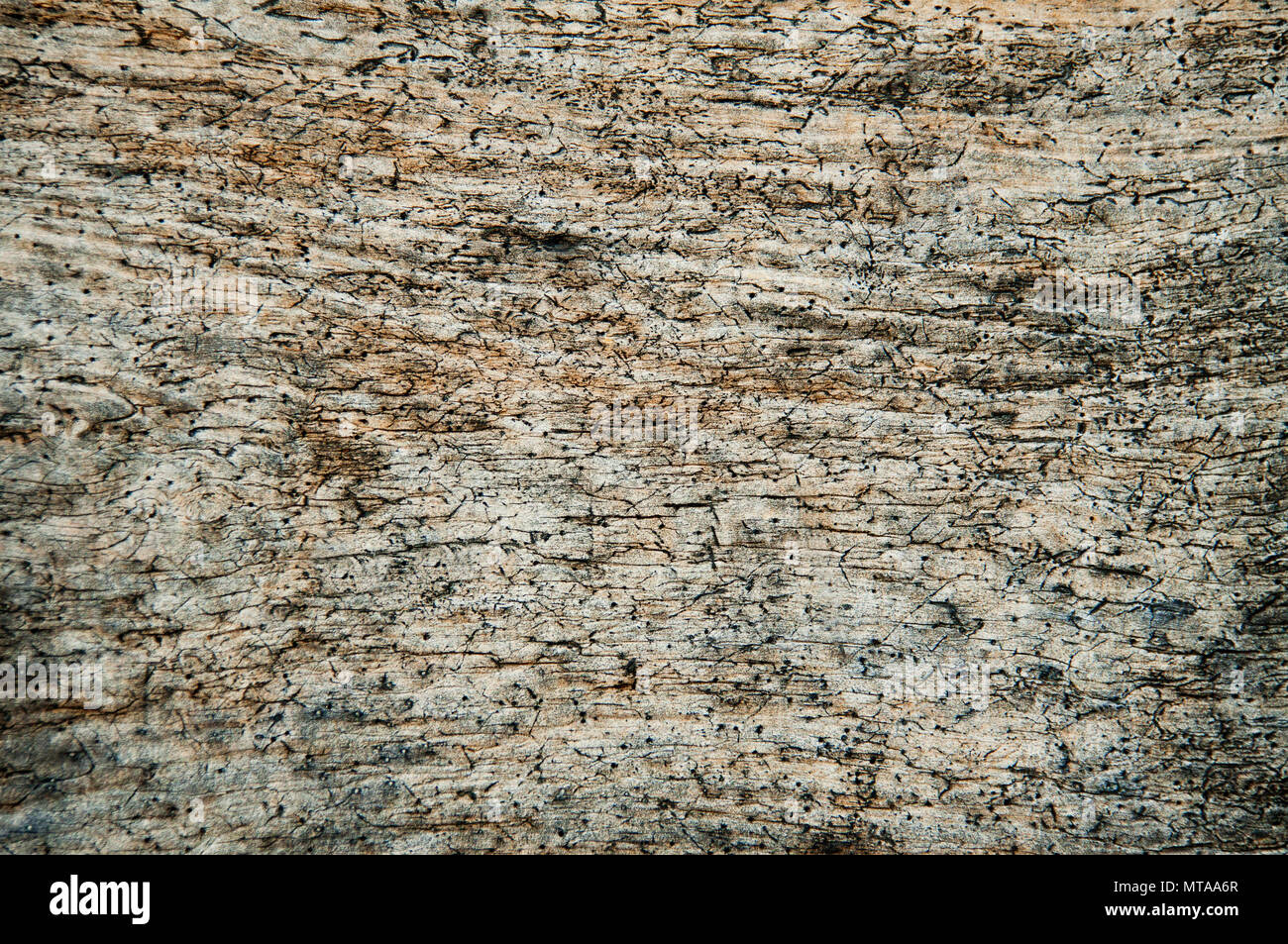 Grunge texture di legno. Modello di vecchio alterò la parete in legno Foto Stock