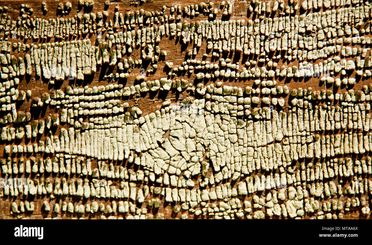 Sfondo di legno vecchio, weathered texture o marrone colore giallo Foto Stock
