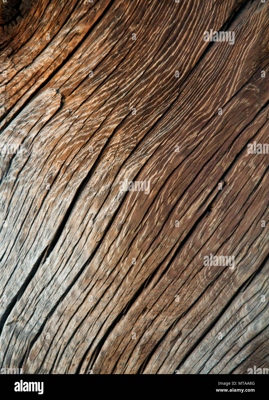 Il legno e il vecchio albero esposta. Sfondo di legno e texture Foto Stock