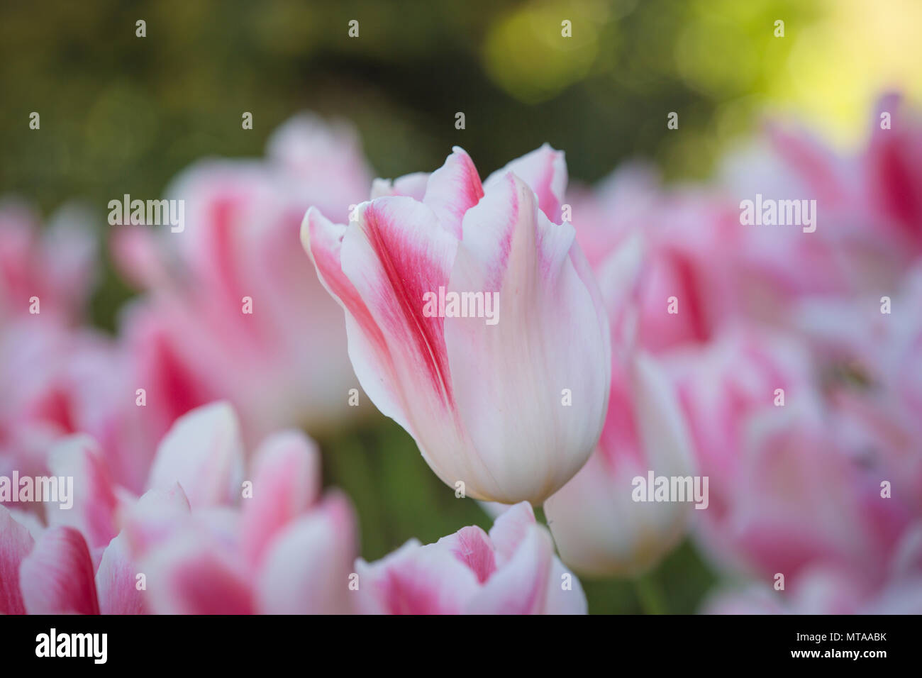 Tulip fiore di primavera Foto Stock