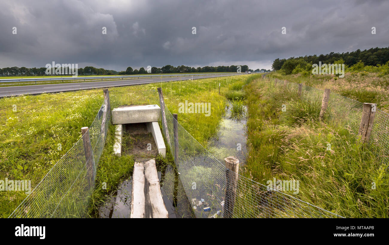 Piazza di attraversamento della fauna selvatica canale sotterraneo sottopasso per animali al di sotto di una autostrada nei Paesi Bassi Foto Stock