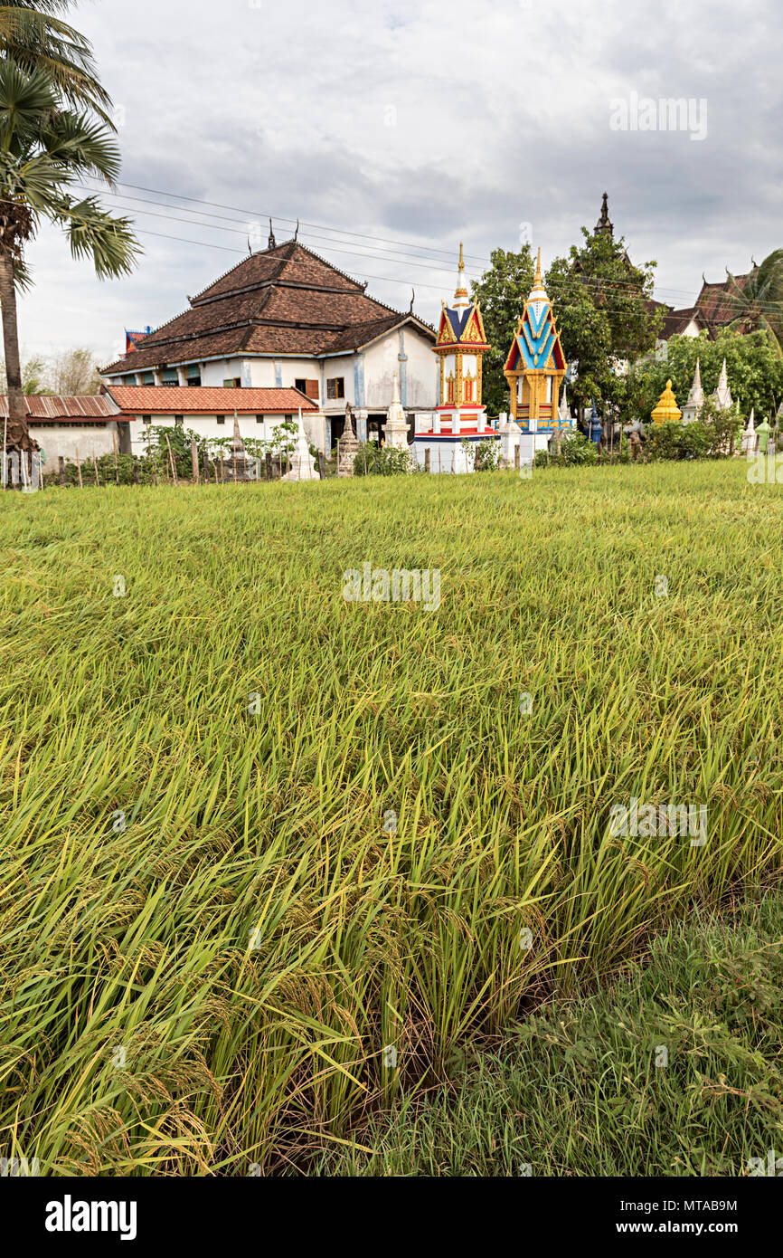 Campo di riso a Iva Muang Kang tempio, Laos Foto Stock