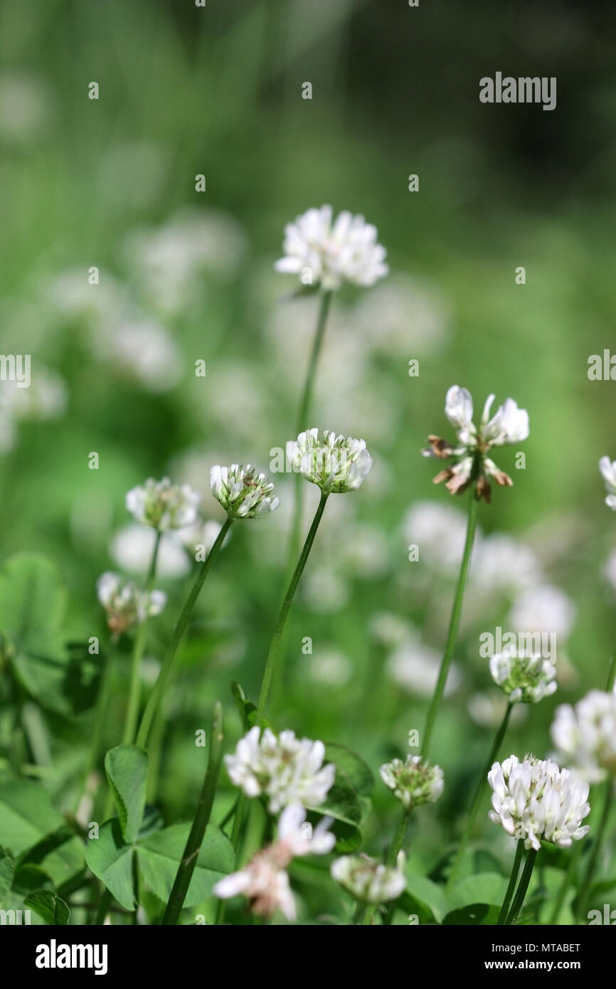 Prato con la fioritura Trifoglio bianco nella giornata di sole. Close up. Macro. Sfondo vegetale orizzontalmente. Trifolium. Famiglia Fabaceae. Foto Stock