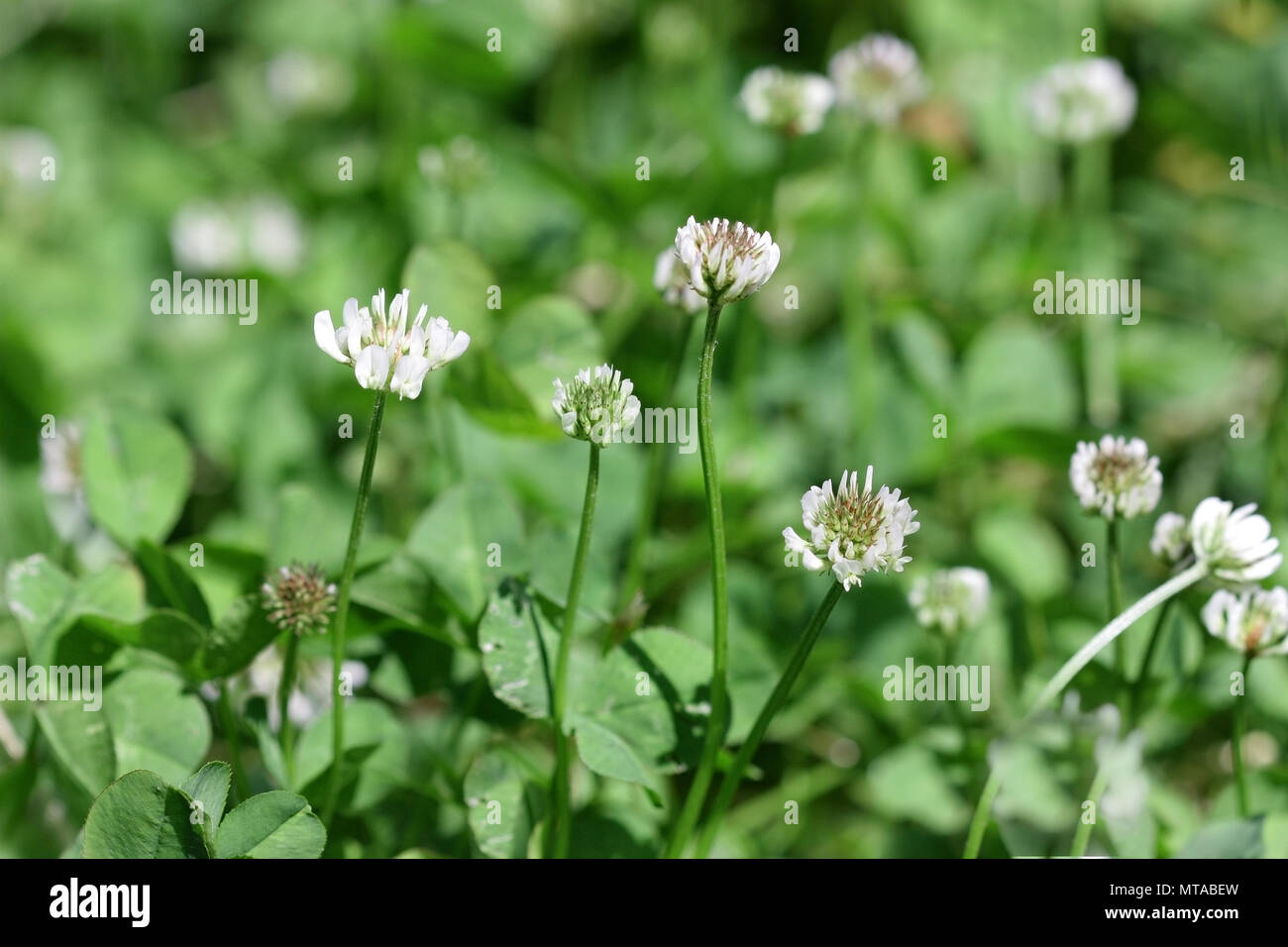 Prato con la fioritura Trifoglio bianco nella giornata di sole. Close up. Macro. Sfondo vegetale orizzontalmente. Trifolium. Famiglia Fabaceae. Foto Stock