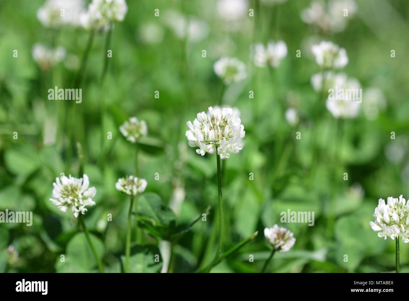 Prato con la fioritura Trifoglio bianco nella giornata di sole. Close up. Macro. Sfondo vegetale orizzontalmente. Trifolium. Famiglia Fabaceae. Foto Stock