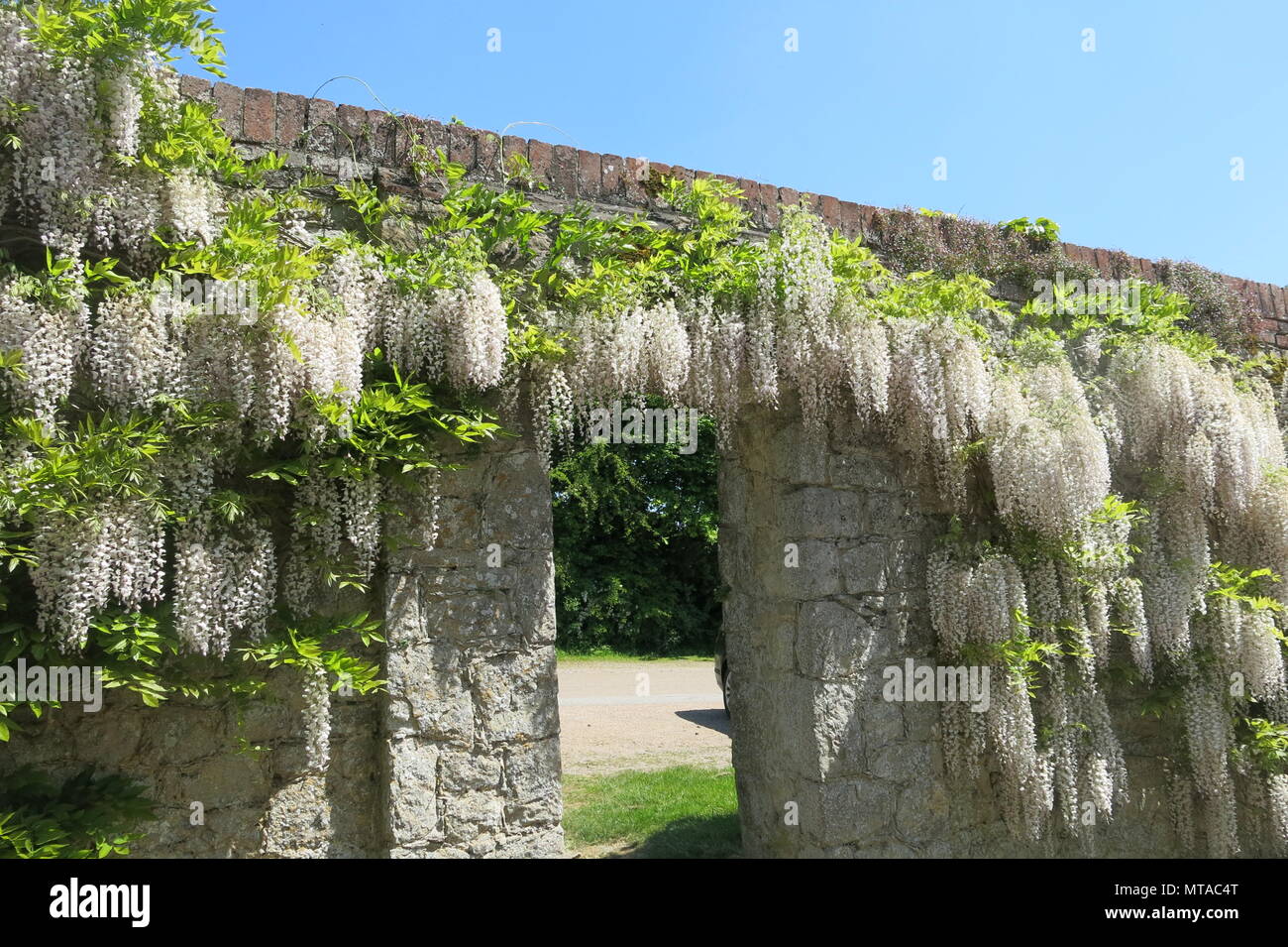 Questo incredibile glicine bianco era in piena fioritura a metà maggio, in corrispondenza del bordo del parcheggio a Ightham Mote, National Trust moated Manor House nel Kent. Foto Stock