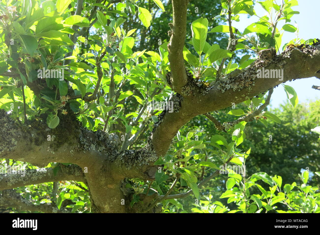 I rami di questo nodose vecchio albero di Apple sono coperti da licheni; nel frutteto a Ightham Mote, una proprietà del National Trust vicino a Sevenoaks, Kent Foto Stock