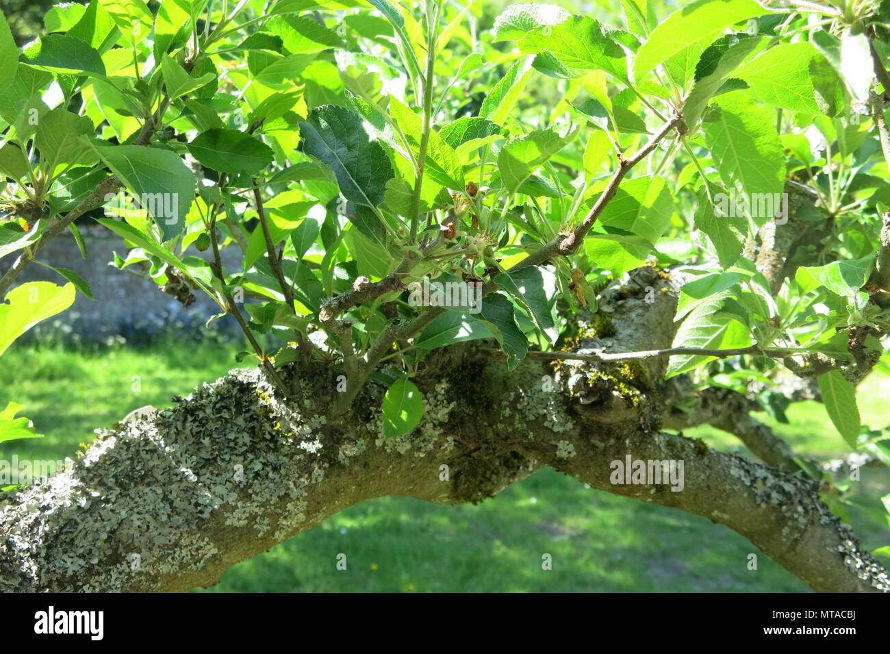 I rami di questo nodose vecchio albero di Apple sono coperti da licheni; nel frutteto a Ightham Mote, una proprietà del National Trust vicino a Sevenoaks, Kent Foto Stock