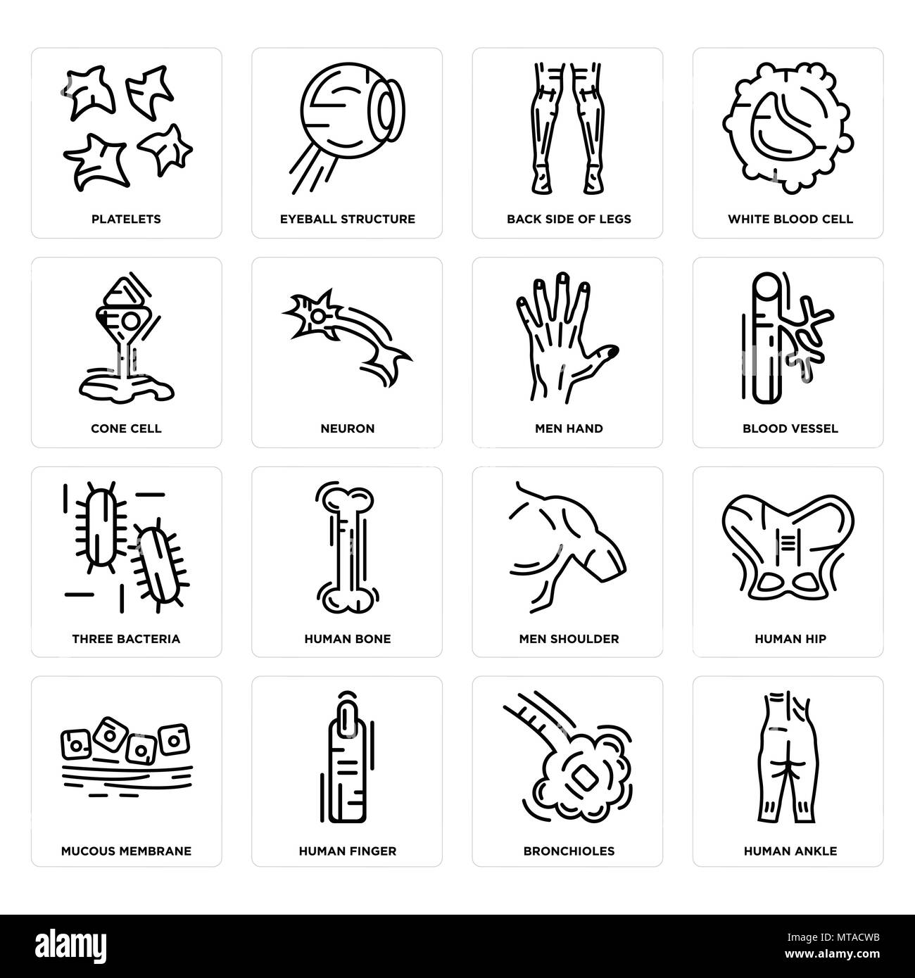 Set di 16 semplici icone modificabile come caviglia umana, bronchioli, dito, la membrana mucosa, anca, piastrine, cellule a cono, tre batteri, uomini mano può essere Illustrazione Vettoriale