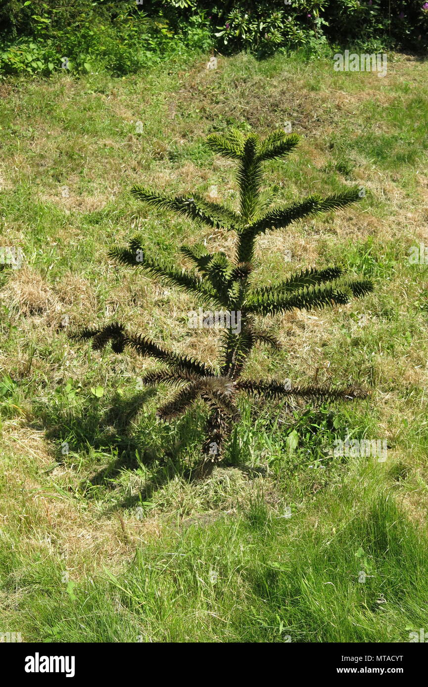 Questo giovane monkey puzzle tree è stato piantato nel terreno a Ightham Mote, la proprietà del National Trust vicino a Sevenoaks, Kent. Foto Stock