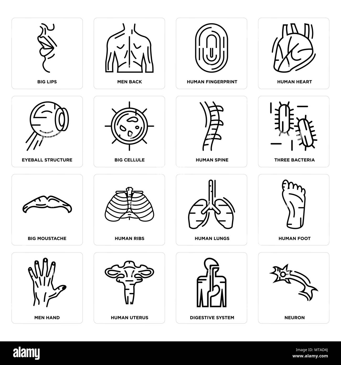 Set di 16 semplici icone modificabili come il neurone, il sistema digestivo, utero umano, uomini mano, piede, grandi labbra, struttura di bulbo oculare, baffi, la colonna vertebrale può essere u Illustrazione Vettoriale